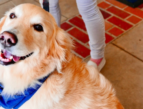 The Role of Dogs in Emotional Support and Therapy