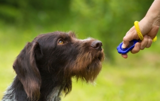 Dog clicker training