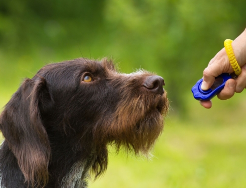 5 Effective Ways to Motivate Your Dog Without Using Treats