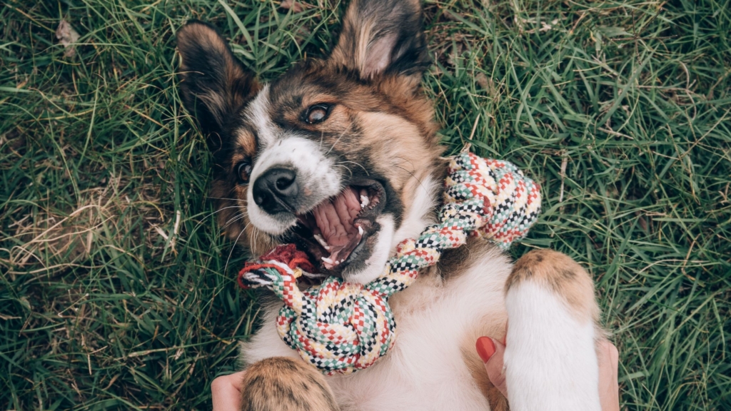 Dog playing with toy